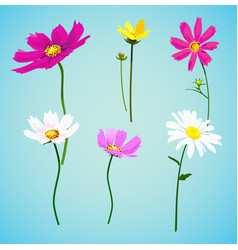 Set of wild summer flowers Set of wild summer flowers vector image