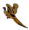 Pheasant vector image