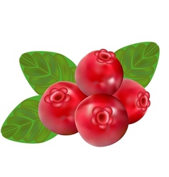 Cranberry vector image