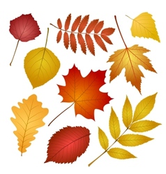 Autumn leaves isolated on white background vector image