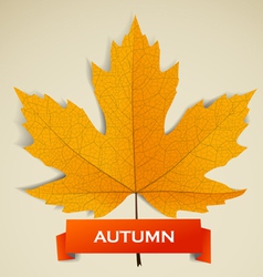 Maple leave with autumn banner vector image