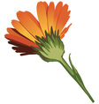 Marigold vector image