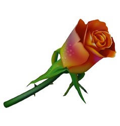 Red Rose vector image