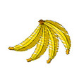Drawing banana fruit food Drawing banana fruit food vector image