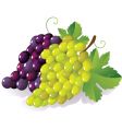 Grapes vector image
