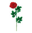 Red rose vector image