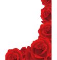 Roses vector image