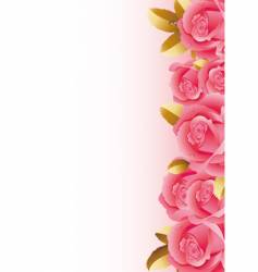 Roses vector image