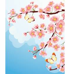 Sakura cherry blossom vector image