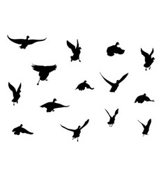 Flying bird silhouettes vector image