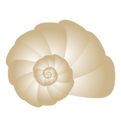Seashell vector image