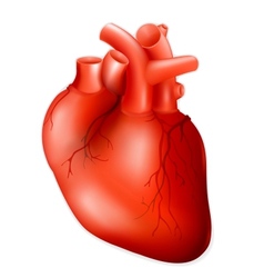 Human heart vector image