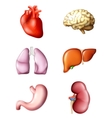 Internal human organs vector image