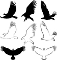 Birds vector image