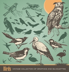 Birds vector image