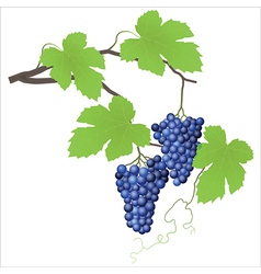 Grape vine vector image