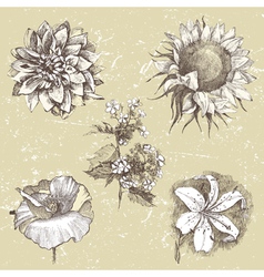 Hand drawn flowers vector image
