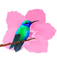 Hummingbird vector image