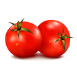 Tomatoes vector image