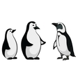 Emperor penguins vector image