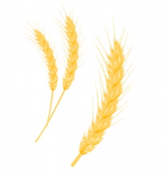 Wheat ear vector image