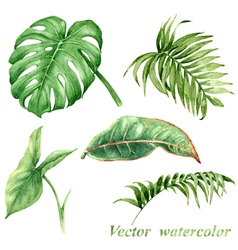 Tropical leaves set vector image
