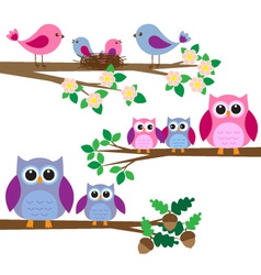Owls and birds vector image