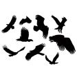 Eagles vector image