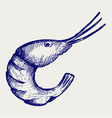 Boiled shrimp vector image
