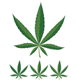 Cannabis leaves over white background vector image