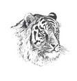 Face of calm tiger Face of calm tiger vector image