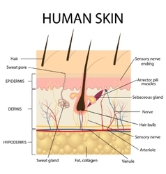 human skin structure royalty free vector image human nerve cell vector by blueringmedia image 1854504 vectorstock human skin structure royalty free vector image human nerve cell vector by blueringmedia image 1854504 vectorstock