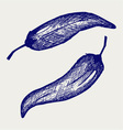 Chilli peppers vector image