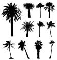 Collection of palm trees silhouettes vector image