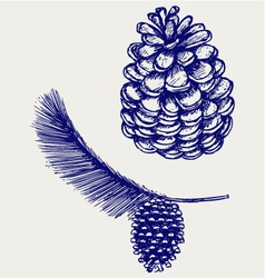 Pine branch with cones vector image