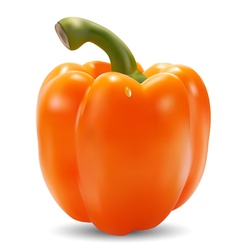 Orange paprika vector image