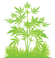 Isolated cannabis plants vector illustration vector image