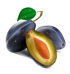 Plum and leaves vector image
