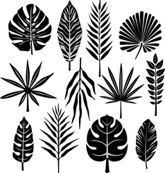 Tropical leaf vector image