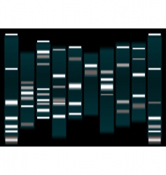 Dna vector image