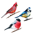 Watercolor birds vector image