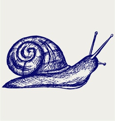 Garden snail vector image