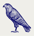Hawk vector image