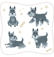 Set of schnauzer pupys vector image