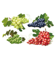 Set of ripe grapes vector image