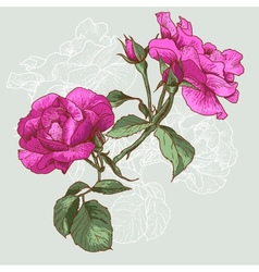 Beautiful Seamless Rose Background vector image