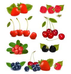 Summer berries vector image