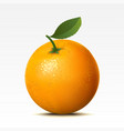 Orange vector image