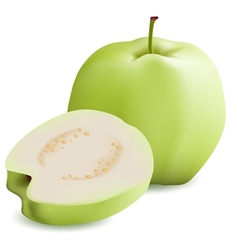 Guava vector image