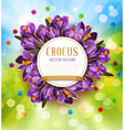 Festive background with blue crocuses vector image